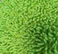Ciniglia verde di Microfiber 650gsm la piccola ha piegato i cuscinetti bagnati di zazzera della tasca di 13*47cm Oxford